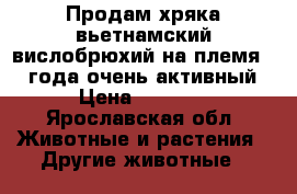 Продам хряка вьетнамский вислобрюхий на племя 1,2 года очень активный › Цена ­ 4 500 - Ярославская обл. Животные и растения » Другие животные   